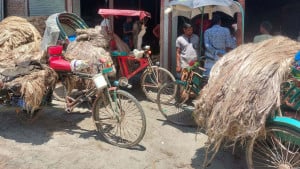 পাট চাষে আগ্রহ হারাচ্ছেন কৃষক
