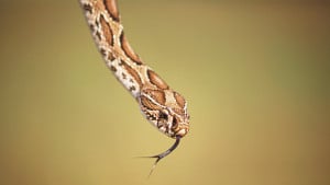 রাসেল’স ভাইপার নিয়ে লঙ্কাকাণ্ড