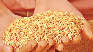 ঘুষে নির্ধারণ বোরো বীজের বরাদ্দ