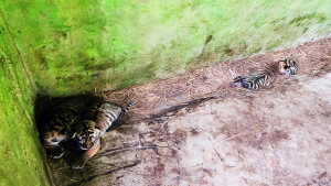 বাইডেন-জয়া দম্পতির ঘরে তিন অতিথি