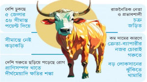 রাত নামলেই সীমান্ত দিয়ে ঢুকছে চোরাই গরুর পাল