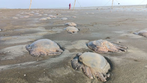 কুয়াকাটা সৈকতসহ আশপাশের চরজুড়ে জেলিফিশ, ছড়াচ্ছে দুর্গন্ধ