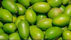 ৬ টাকার লেবু ঢাকায় কেন ২০ টাকা, খতিয়ে দেখছে সরকার: বাণিজ্য প্রতিমন্ত্রী