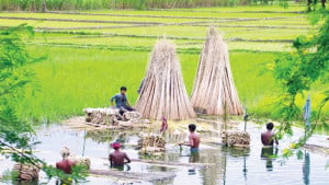 সোনালি আঁশের সুদিন ফেরেনি