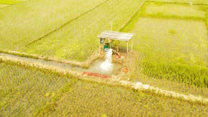 অতিরিক্ত সেচ খরচ আদায়, বিপাকে বোরো চাষিরা