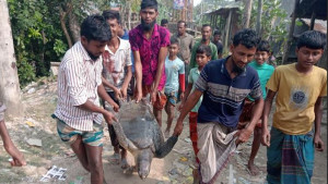 জালে ধরা পড়ল ৫০ কেজি ওজনের কচ্ছপ