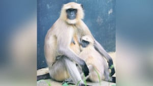 যশোরের বিপদাপন্ন হনুমান