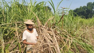 কষ্টের আখ এখন গলার কাঁটা