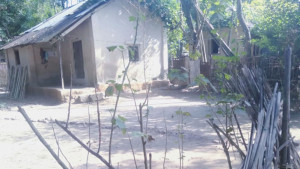 ক্ষুধার জ্বালায় জ্বলছে চা শ্রমিকের সংসার