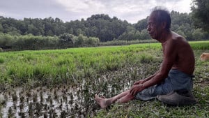 ‘আমন আবাদ এখন আত্তির পেটে’
