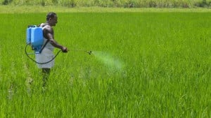 গ্লাভস-মাস্ক না পরেই জমিতে সার-কীটনাশক প্রয়োগ স্বাস্থ্যঝুঁকিতে কৃষক