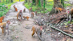 সাত গ্রামে বানরের উৎপাত