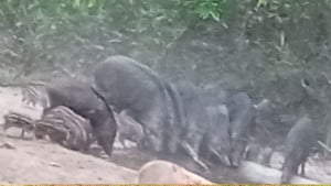 সাতছড়ির তেলমাছড়ায় পানি সংকটে বন্যপ্রাণী