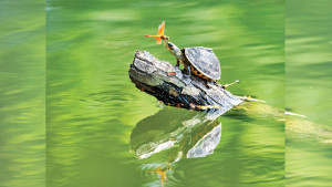 প্রিয় ছবির পেছনের গল্প