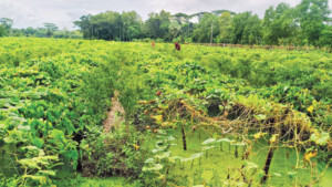 ভোলায় বাণিজ্যিক কৃষির নতুন দিগন্ত