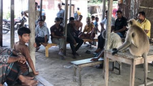 মানুষের সঙ্গে সখ্য গড়েছে হনুমানটি