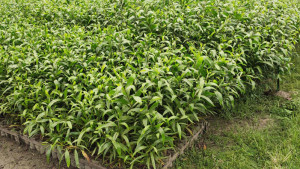 বন বিভাগের নার্সারিতে নিষিদ্ধ গাছের চারা