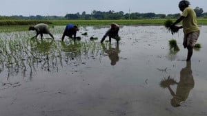 চাহিদামতো সার পাচ্ছেন না কৃষক সিন্ডিকেট লুটছে কোটি টাকা