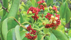 শরৎ সেজেছে চন্দন পুষ্পে