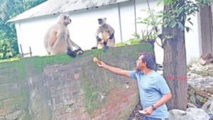 লোকালয়ে মুখপোড়া হনুমান মানুষের সঙ্গে সখ্য