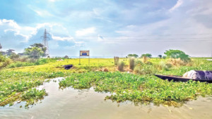 চলনবিলে রবীন্দ্রনাথের মুখোমুখি রবীন্দ্রনাথ