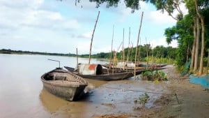 মধুমতীতে মিলছে না মাছ. জীবিকা সংকটে জেলেরা