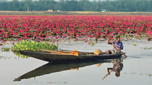 শীতের হাইল হাওরে লাল শাপলার হাসি