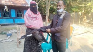 চার দিন পর হাঁস ফেরত পেলেন গৃহবধূ
