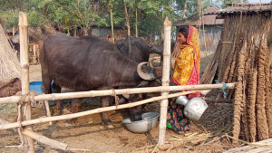 বাথানের ঐতিহ্য হারালেও মহিষ পালনে সম্ভাবনা