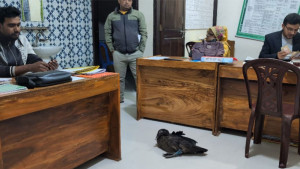 কিস্তির টাকা না পেয়ে হাঁস নিয়ে গেলেন এনজিও কর্মী
