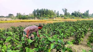 বেগুন গাছে ভাইরাস, দুশ্চিন্তায় চাষি