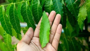 শরীরের রক্ত পরিষ্কার রাখবে নিম পাতা!