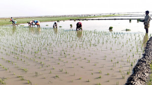 বোরো ধান রোপণে ব্যস্ত হাওরপাড়ের কৃষক