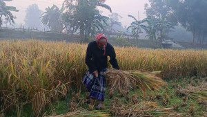 তেঁতুলিয়ায় জেঁকে বসেছে শীত