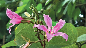 হেমন্তদূত দেবকাঞ্চন
