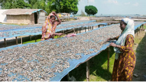 চলনবিলে শুঁটকির মহাযজ্ঞ