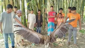 বিরল প্রজাতির শকুন উদ্ধার