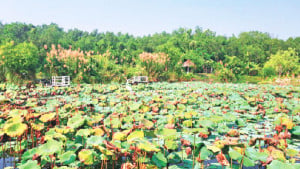 বৃক্ষাশ্রমে মানবিক বাড়ি বাস্তুহারা পাখির