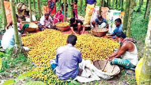 লক্ষ্মীপুরে ৭০ কোটি টাকার সুপারি