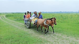 যমুনার চরে এখনও  ভরসা ঘোড়ার গাড়ি