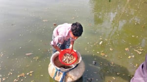 স্বাদু পানির পুকুরে গলদা চাষ