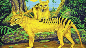 তাসমানিয়ান বাঘের খোঁজ থামছে না