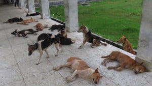 পাগলা কুকুরের কামড়ে নারী-শিশুসহ আহত ৪০