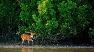 ফাঁদে আটক মৃত হরিণ উদ্ধার, মাংস-ফাঁদ জব্দ