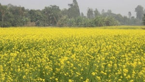 খরচ কম সরিষায়, লাভ বেশি