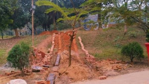 ভিত্তিপ্রস্তরের বলি হতে  যাচ্ছে বিরল উদ্ভিদ 
