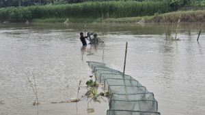 নিষিদ্ধ জালে মাছের সর্বনাশ