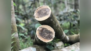 স্বর্ণের চেয়েও দামি যে কাঠ