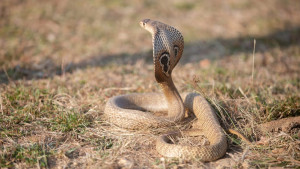 দেশে সাপের ছোবলে দিনে গড়ে ২০ প্রাণহানি