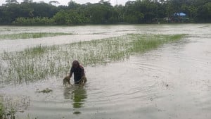 এখনও পানির নিচে সবজি ক্ষেত, আমনের বীজতলা
